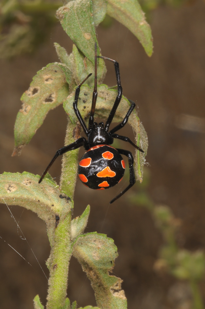 Latrodectus tredecimguttatus